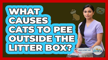 What Causes Cats To Pee Outside The Litter Box?