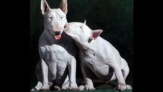 Bull Terrier Puppy Timeline From 5 Weeks To 6 Months Male And Femlale Max & Lady Stock Music