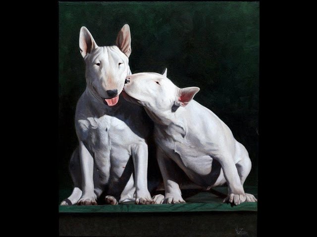 old english bull terriers for sale