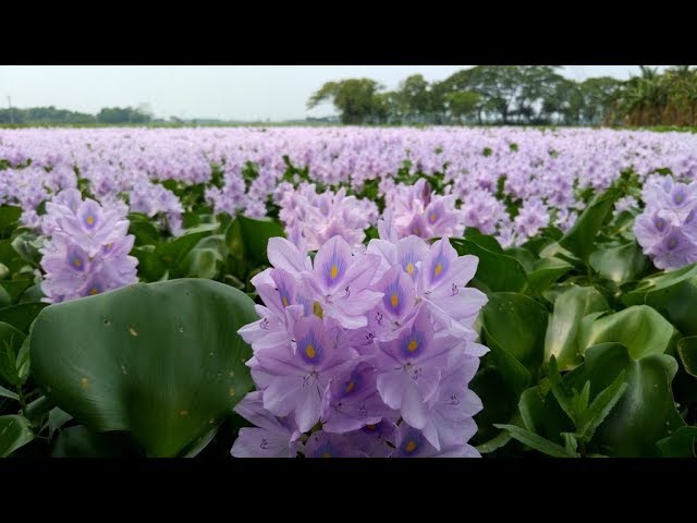 Water Hyacinth Flowers Youtube