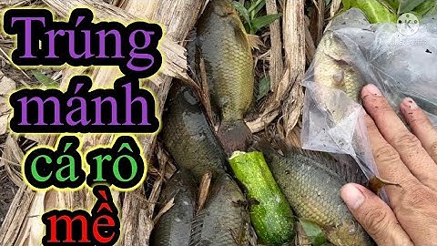 Trúng mánh kênh mới toàn rô mề sướng tay | fishing