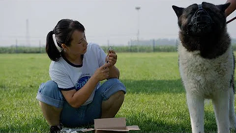 今天给11只寄养的狗打疫苗，认真做好防疫，为狗狗的健康保驾护航 - 天天要闻