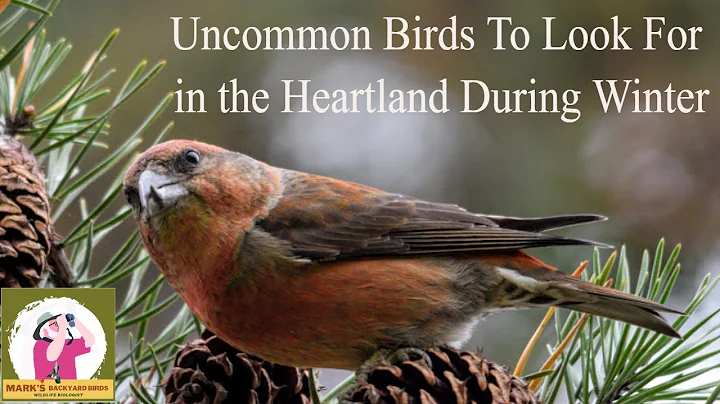 Uncommon Backyard Birds to Watch For During Winter