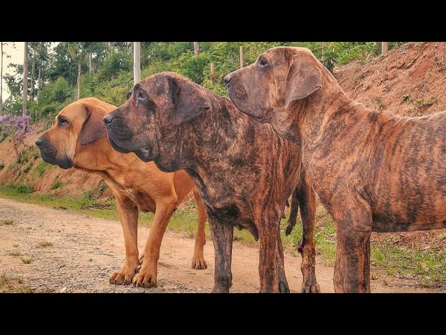 Fila Brasileiro Atacando Assaltantes  Toda a Força do Fila Brasileiro 