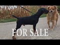 German Hunting Terrier (Deutscher Jagdterrier) FOR SALE の動画、YouTube動画。