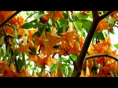 Video: Brugmansia Care - Come coltivare piante di Brugmansia in vaso