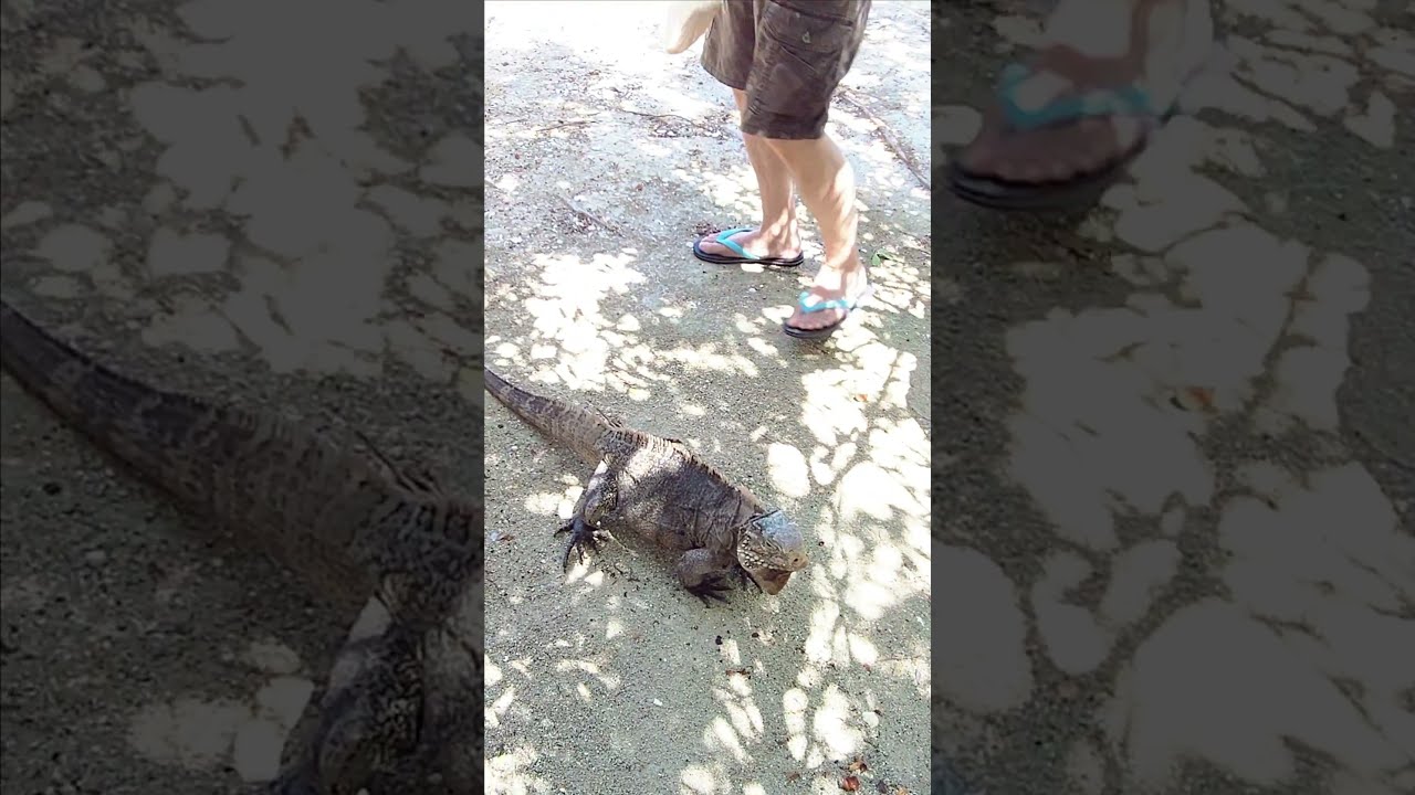 Isla Paraíso aka Paradise Island, in North Cays Ecological Reserve in Cuba | 