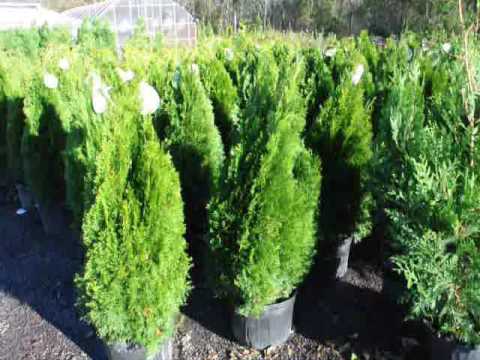 Hoe kunt u uw Arborvitae Door Mike Hirst Bemesten