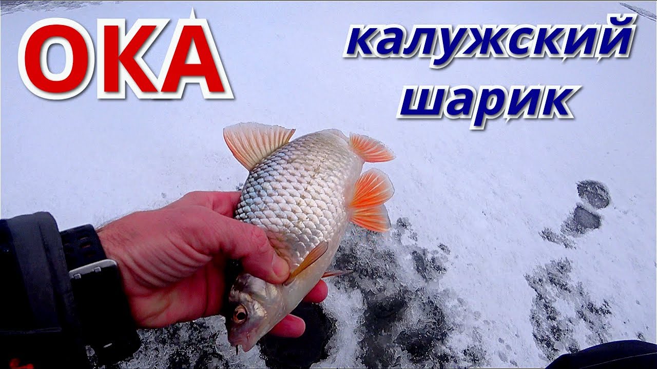 Рыбы Ока Фото Рыбы Ока Фото