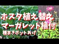 ホスタ（ギボウシ）植え替え/種まき鉢あげ/マーガレット植え付け