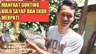 GUNTING BULU SAYAP DAN EKOR MERPATI PIYIK