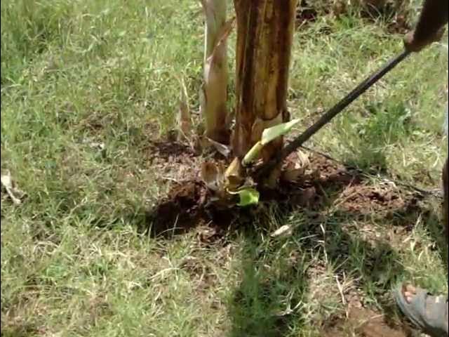 Desuckering in Banana