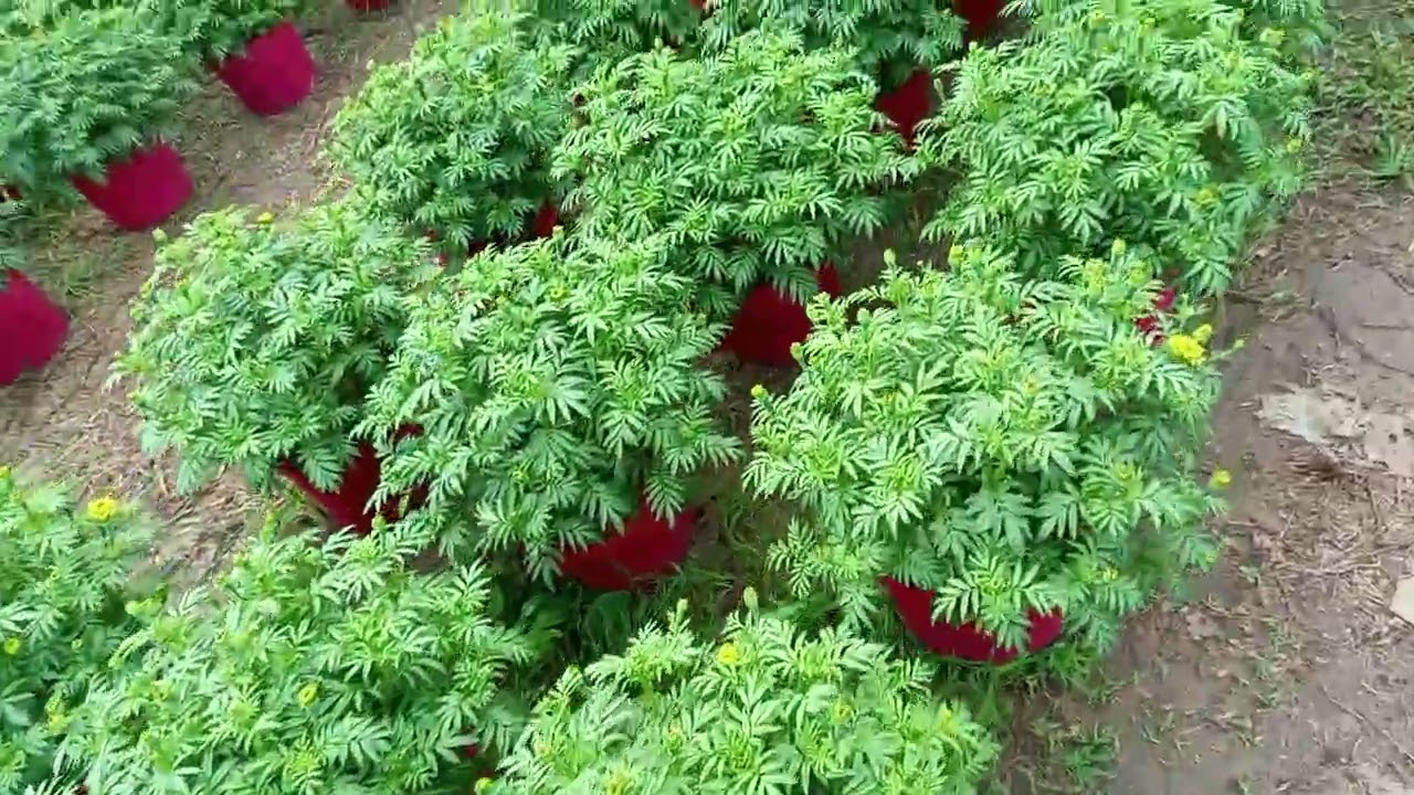 12/12AL /2025 lên clip hoa vạn thọ cho vụ hoa tết 2026