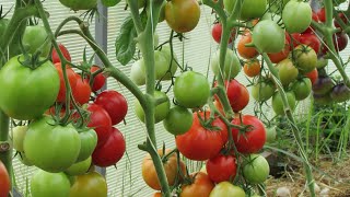 Почему эти удобрения могут увеличить урожай томатов вдвое