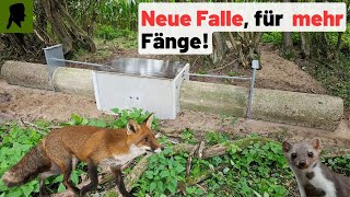 🦊VIELE Fallen FANGEN viel🦊//Neuer Fallenstandort//Jagd2024//Fallenjagd//TrapperInfo