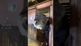 Funny Horse Tiktok 