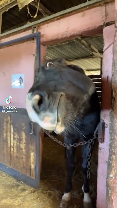Funny horse TikTok 😭🤣🐴