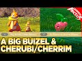 Big Buizel, Little Buizel & To Bloom or Not to Bloom - Pokemon Legends Arceus