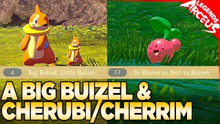 Big Buizel, Little Buizel & To Bloom or Not to Bloom  Pokemon Legends Arceus