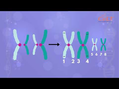 Video: În timpul cărei diviziuni se reduce numărul de cromozomi în meioză?