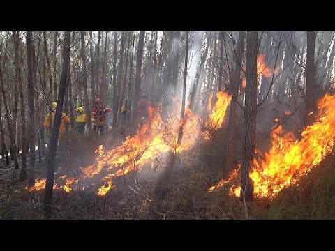 Videó: Hogyan Lehet Elkerülni Az Erdőtüzet
