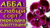 Орхидеи,узамба́рские фиалки,Самара🌺