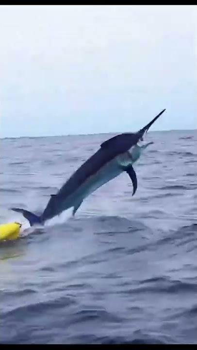 Marlin pulling Fisherman in KAYAK