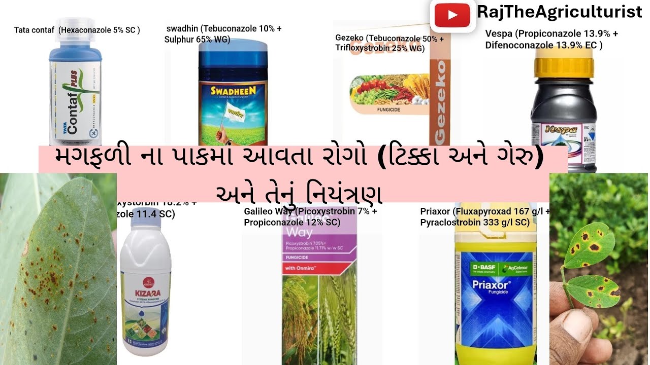 મગફળી ના પાકમાં આવતા રોગો (ટિક્કા અને ગેરુ) અને તેનું નિયંત્રણ ।ફૂગનાશક।ડોડવા સડવા । ગેલેલીયો વે