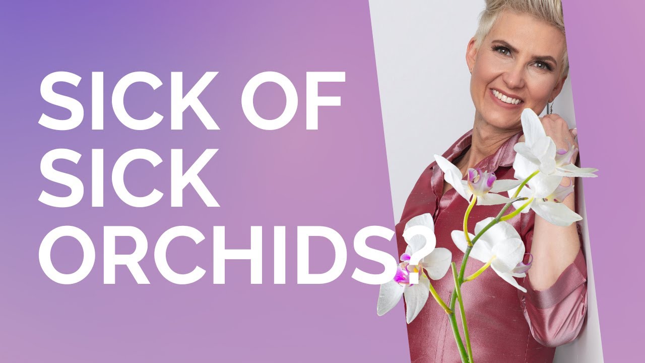 Sick of sick orchids? Here's how to grow healthy orchids. YouTube