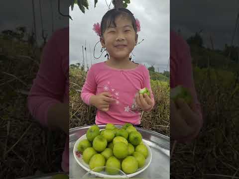Video Táo Xanh - Chấm muối tôm Tây Ninh, ngon hết sẩy - youtube