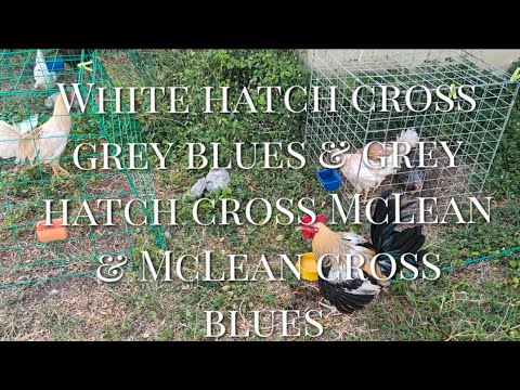 Bloodline white hatch cross grey blues & grey hatch cross McLean & McLean cross blues