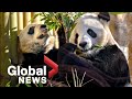 Calgary's pandas head back to China after bamboo issues
