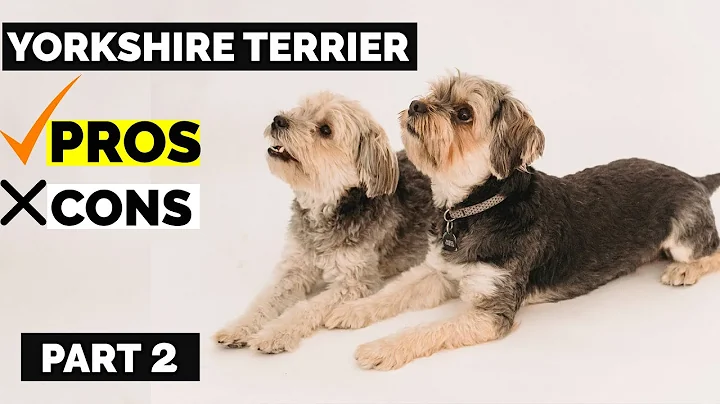 Yorkshire Terrier Pros & Cons | Why You Should Have A Yorkie Terrier? Part 2 - DayDayNews