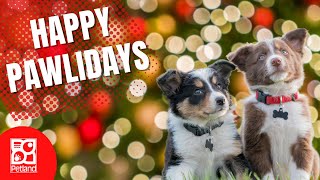 Happy Holidays From Petland & Our Pups 🎁🐶 by Petland Tulsa 6,072 views 1 year ago 16 seconds