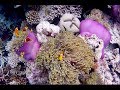 Maldive - The Movie [ Maldives - Ari North - Maayafushi House Reef Snorkeling ]