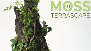 Moss terrascape DIY