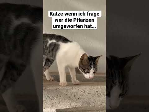 Katze wenn ich
