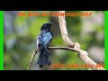 Tiếng chim chèo bẻo mồi chuẩn, có file mp3