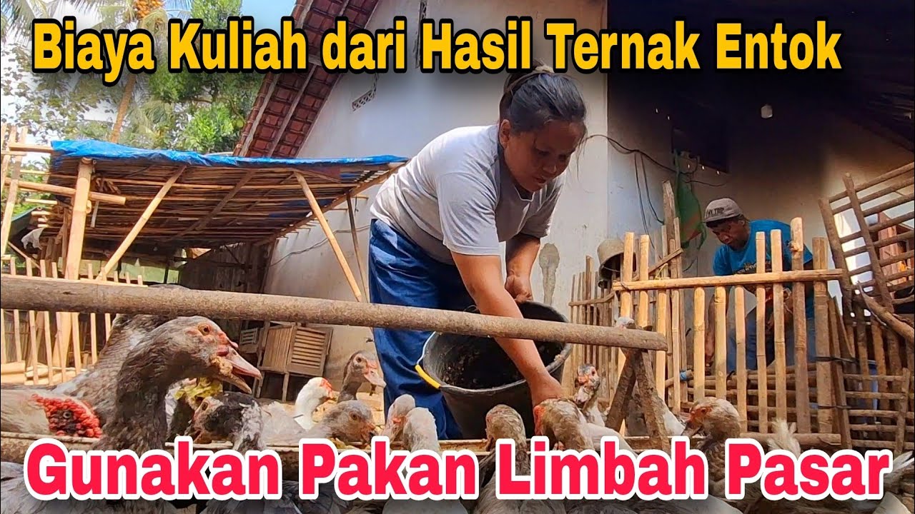 Biaya Kuliah Anak dari Hasil Ternak Entok || Gunakan Pakan Limbah Pasar