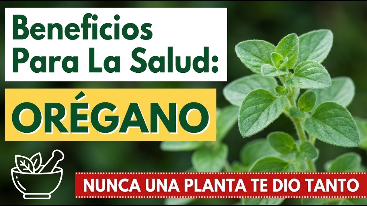 Por qué DEBES consumir OREGANO Todos los días? Importantes propiedades medicinales