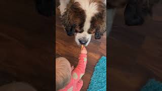 Baby not sharing with gentle giant  Saint Bernard Dave