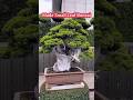 Make Bonsai Leaf small