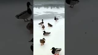 Bebek berselancarr #shorts