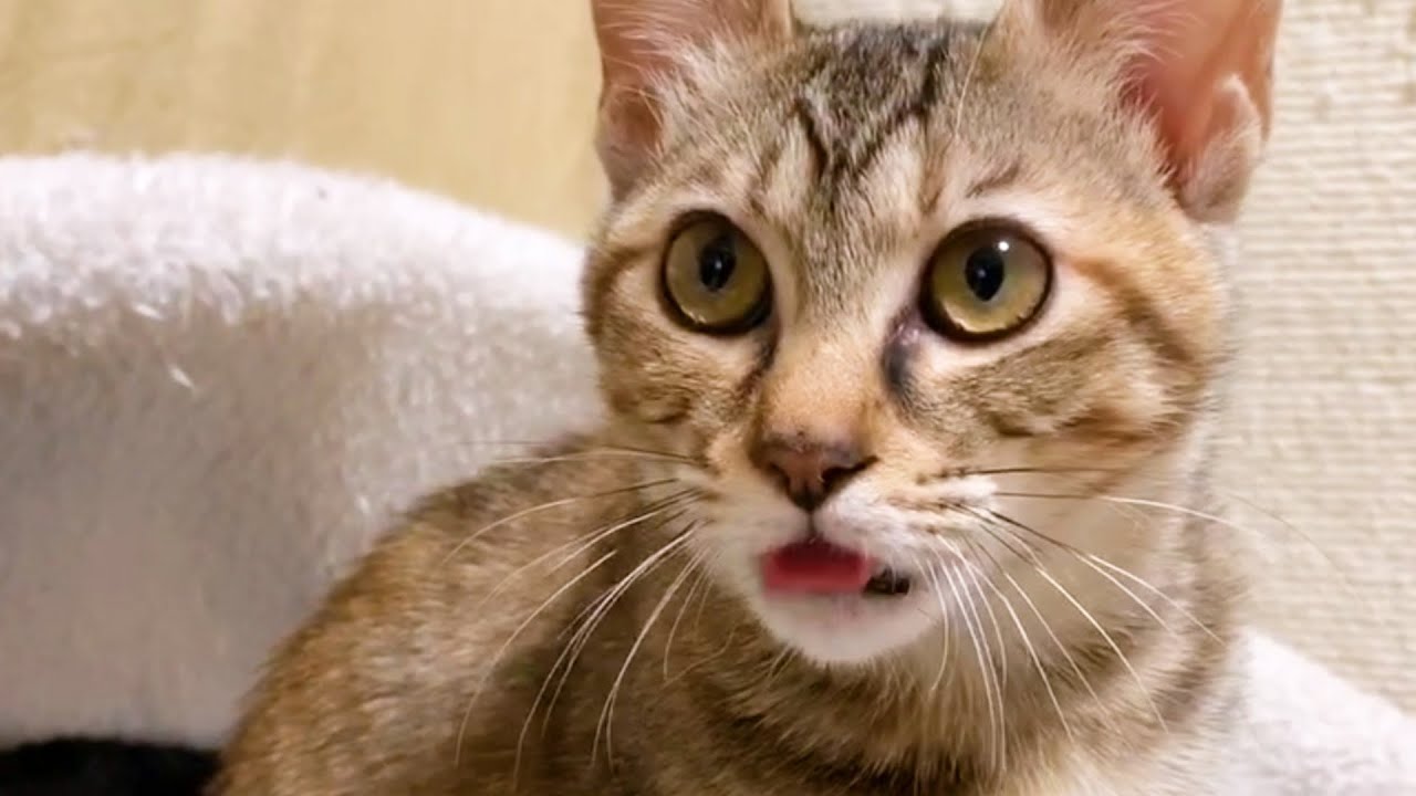 猫の変顔 飼い主と子猫に優しくされブーブー鳴く柴犬 Shiba Inu Seems Happy To Be Kind To His Kitten And Dad Youtube