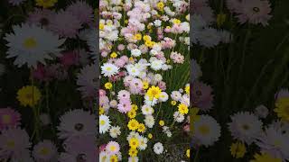 spring blooms pretty paper daisies #nature #flowers #spring #summer #pretty blooms #cute