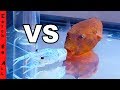 BLUE LOBSTER vs RED PUFFER FISH!