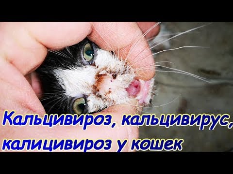 Кальцивироз, кальцивирус, калицивироз у кошек