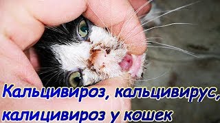Кальцивироз, кальцивирус, калицивироз у кошек