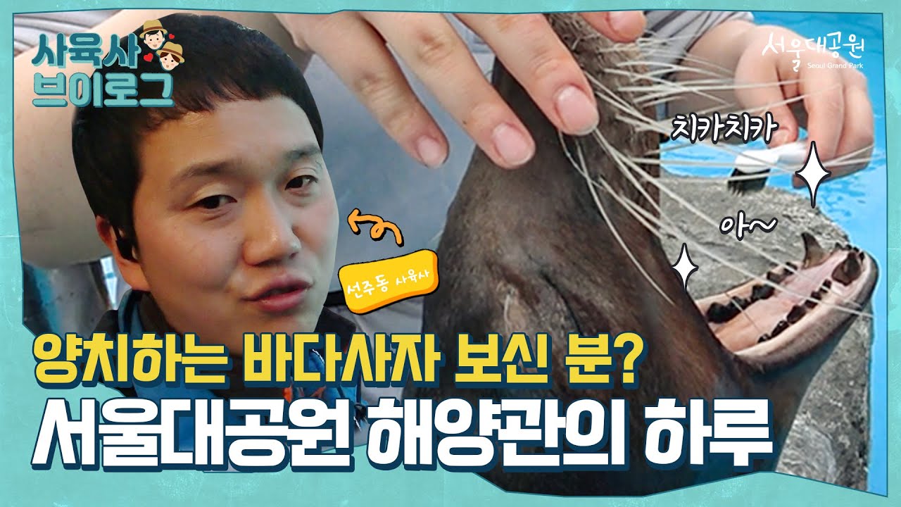 양치하는 바다사자 보신 분?🙋 l 서울대공원 해양관 선주동 사육사의 하루 1편ㅣ사육사 브이로그