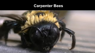 Carpenter Bee Carnage